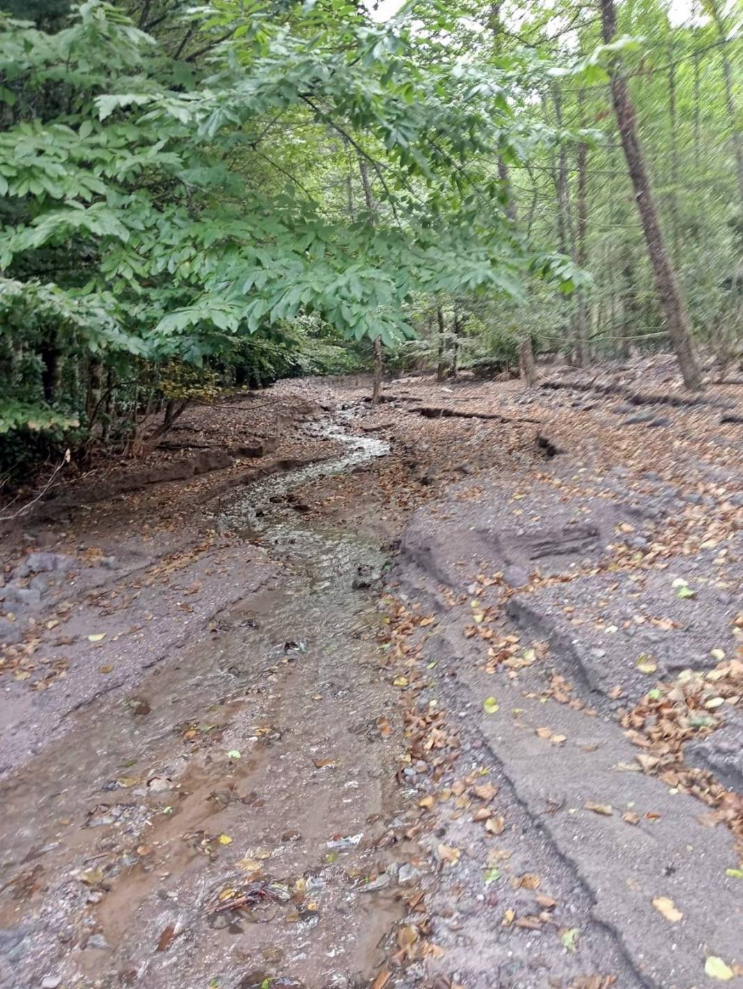 O kentte dere dere gezip haftada 10-13 gram altın topluyor! Resmen bedavadan para kazanıyor 2